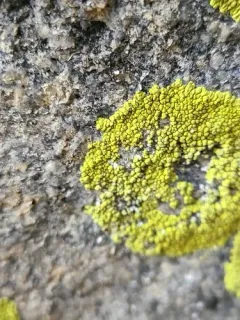 Yellow Cobblestone Lichen thumbnail 4