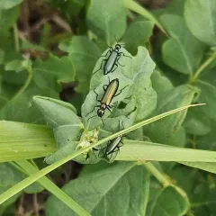Linsleya sphaericollis thumbnail 1
