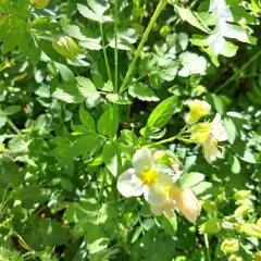 Oregon polemonium thumbnail 4