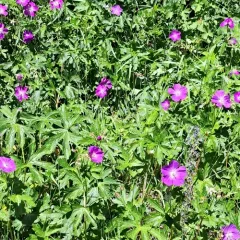 Oregon Crane's-bill thumbnail 3