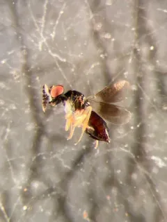 Dahlbominus fuscipennis thumbnail 2