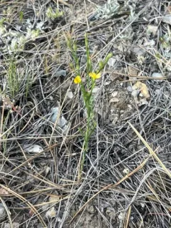 Southern Flax thumbnail 2