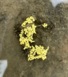 Golden Snow Flea thumbnail 4