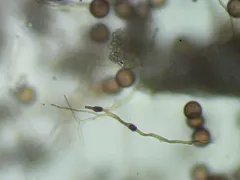 Fuligo intermedia thumbnail 3