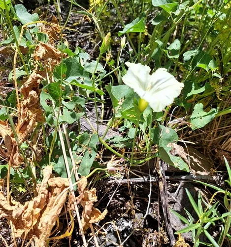 Western morning glory