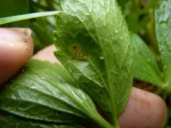 Uromyces lineolatus thumbnail 2