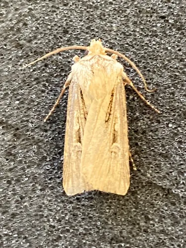 Sable Island Cutworm Moth