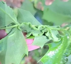 Aceria caliberberis thumbnail 4