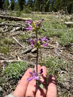 Blueleaf Beardtongue thumbnail 1
