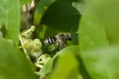 Colletes productus thumbnail 3