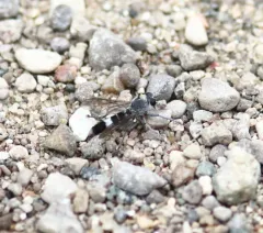 Three-banded Robber Fly thumbnail 3