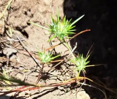 mountain navarretia thumbnail 2