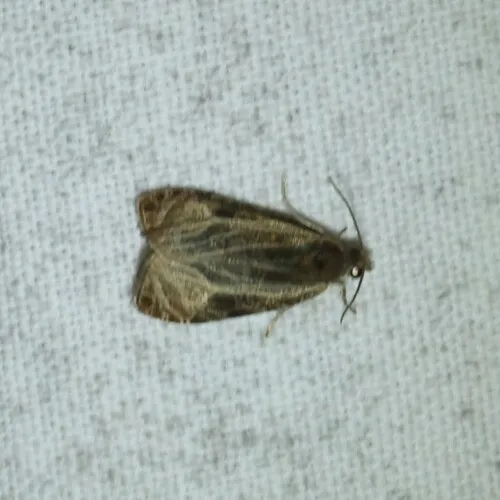 Olethreutes quadrifidum
