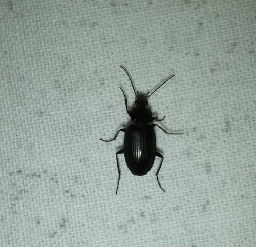 Agonum placidum