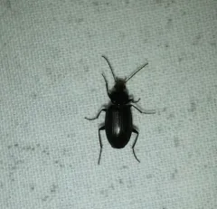 Agonum placidum thumbnail 1