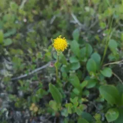 Dark Purple Groundsel thumbnail 4