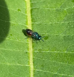 Pseudomalus auratus thumbnail 3