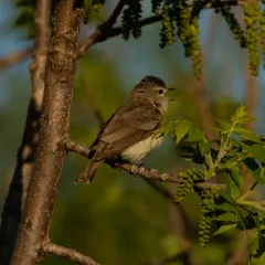 Warbling Vireo thumbnail 2