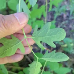 creeping snowberry thumbnail 2