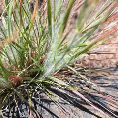 one-spike oat grass thumbnail 3