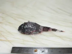Polar Sculpin thumbnail 1