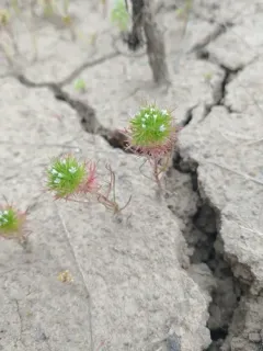 Willamette Navarretia thumbnail 2
