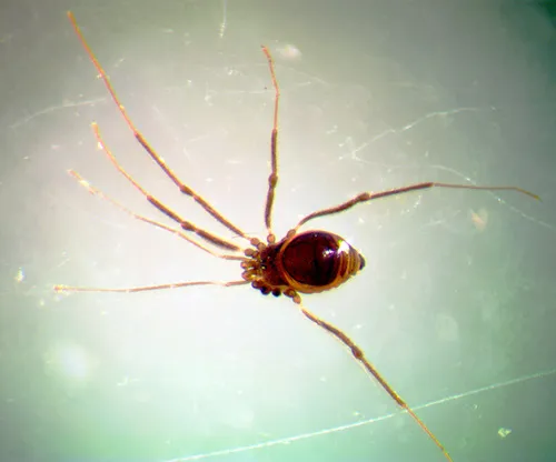 Crosbycus dasycnemus