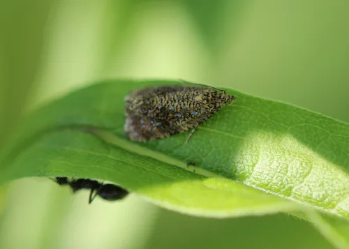 Olethreutes coruscana
