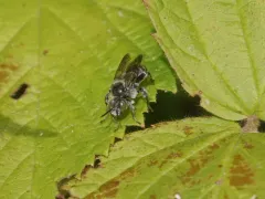Macropis Cuckoo Bee thumbnail 4
