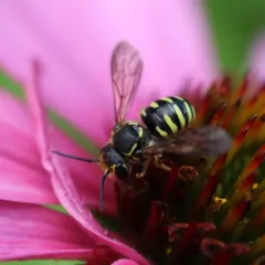 Sunflower Burrowing-Resin bee thumbnail 4