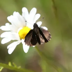 Common Roadside-Skipper thumbnail 4