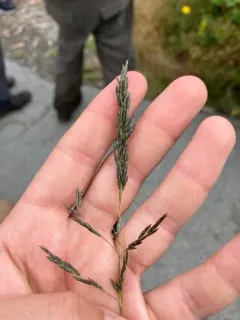 African love grass thumbnail 1