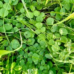 Round-leaved Trailing Tick-trefoil thumbnail 4