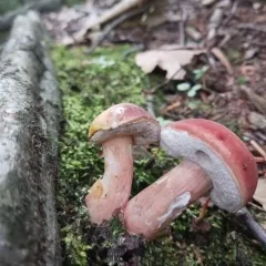 Xanthoconium purpureum thumbnail 3