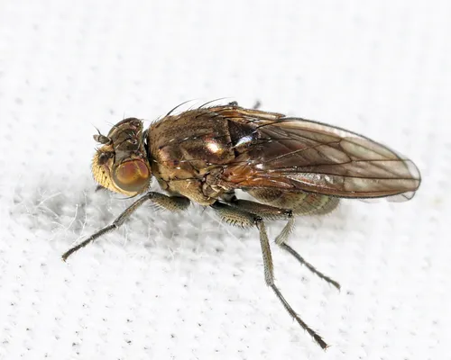 Paracoenia bisetosa