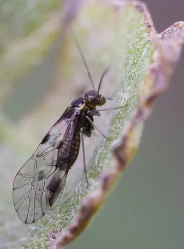 Loensia conspersa
