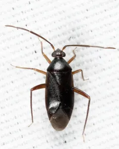 Ceratocapsus modestus thumbnail 2