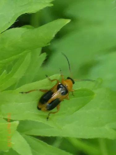 skullcap leaf beetle