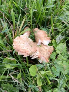 Russula amerorecondita thumbnail 3