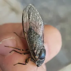 Rocky Mountain Cicada thumbnail 1
