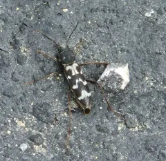 Neoclytus muricatulus thumbnail 3