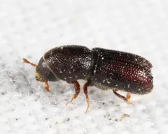 Carving Bark Beetle thumbnail 3