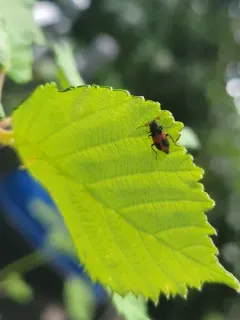Collops versatilis thumbnail 4