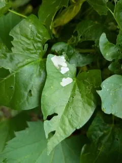 Morning-glory Leafminer Moth thumbnail 1