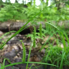 drooping sedge thumbnail 2