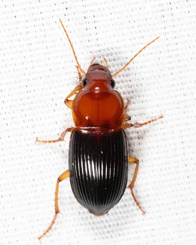 Trichotichnus dichrous