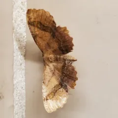 Scallop Moth thumbnail 4