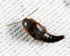 Sepedophilus littoreus thumbnail 2