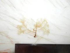 Aglaophenopsis cornuta thumbnail 1