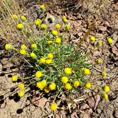 bloomer's fleabane thumbnail 2